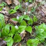 Maianthemum bifoliumFlower