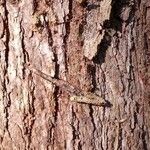 Larix kaempferi Bark