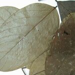 Diplotropis purpurea Otro