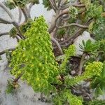 Aeonium arboreum Blatt