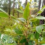 Rhus copallinum Folha