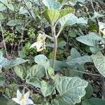 Solanum villosum Fulla