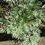 Artemisia thuscula Leaf