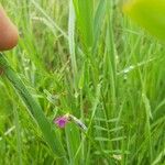 Vicia sativaFlower