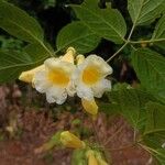 Anemopaegma orbiculatum Flower