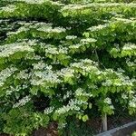 Viburnum plicatum Агульны выгляд