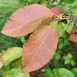 Viburnum lentago Лист