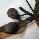 Tontelea coriacea Otro