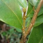 Antidesma laciniatum Лист