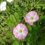 Convolvulus arvensis Кветка