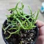 Rhipsalis cereuscula Hoja