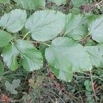 Morus alba Hoja