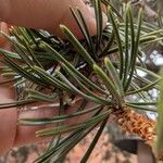 Pinus edulis Folha