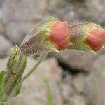 Mimulus cardinalis Flor