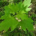 Smallanthus uvedalia Leaf