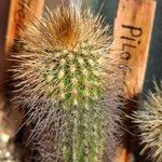 Pilosocereus chrysostele Hoja