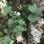 Alchemilla straminea Leaf