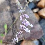 Orthosiphon rubicundus फूल