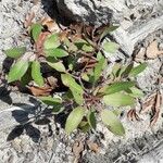 Arbutus xalapensis Leaf