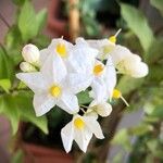 Solanum laxumFlower