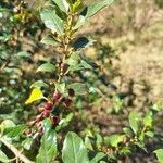 Rhamnus prinoides 果實