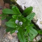 Myosotis arvensis Fleur