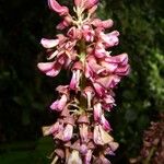 Lonchocarpus heptaphyllus Flower