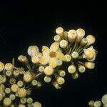 Eriotheca globosa Fleur
