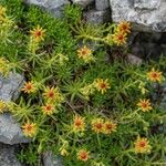 Saxifraga aizoides Blüte