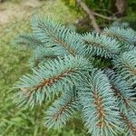 Picea pungensLapas