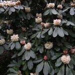 Rhododendron arizelum Flower