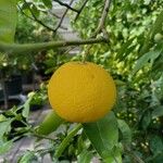 Citrus maxima Gyümölcs