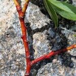 Salix daphnoides Bark