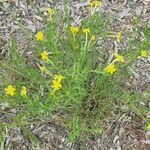 Lithospermum incisum Blüte