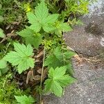 Ribes laxiflorum Hoja