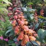 Isoplexis canariensis 花