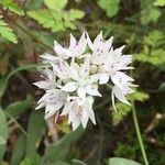 Allium massaessylum Květ