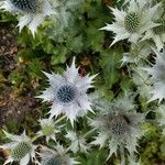 Eryngium giganteum Blatt