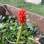 Arum cylindraceumफूल