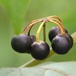 Solanum nigrumFroito