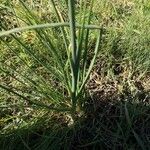 Allium longispathum Hostoa