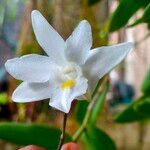 Dendrobium crumenatumFlower