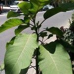 Euphorbia pulcherrima Leaf