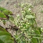 Leea guineensis फूल
