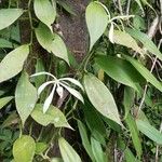 Vanilla trigonocarpa Flower