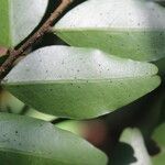 Diospyros hoyleana Leaf