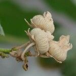 Althaea officinalis Fruto