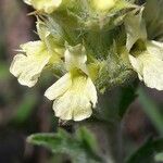 Sideritis hyssopifolia Flower