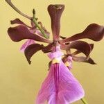 Encyclia cordigera Квітка