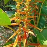 Heliconia latispatha Blüte